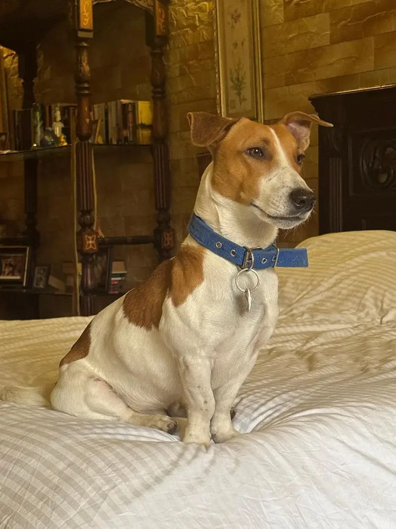 jack Russell Junior — photo 3