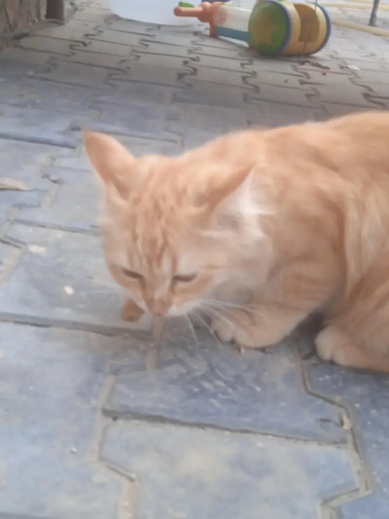 kitten for sale — photo 2