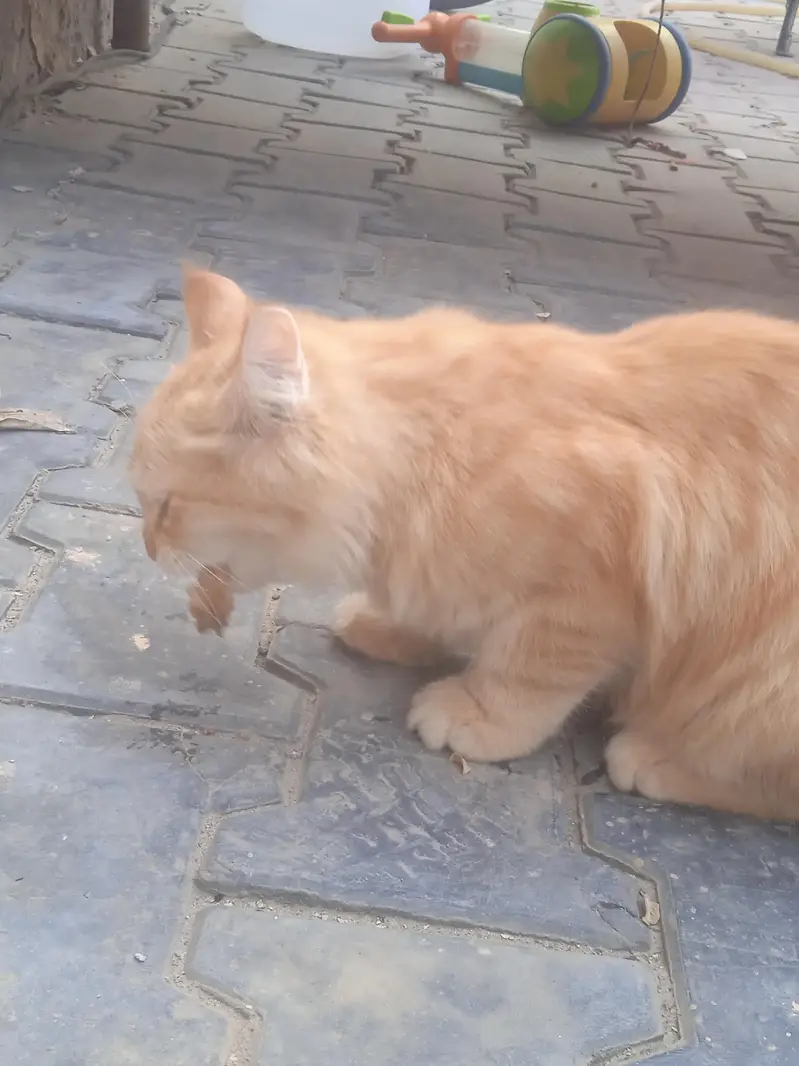 kitten for sale — photo 3