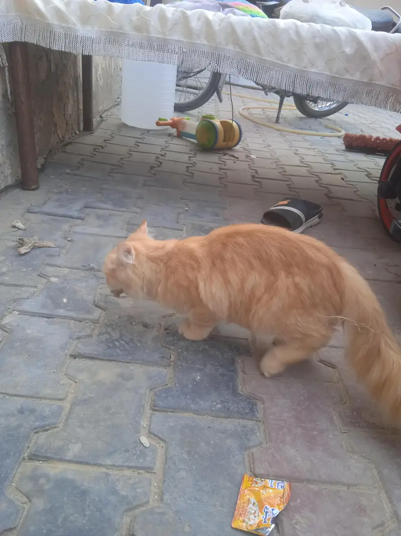 kitten for sale — photo 4