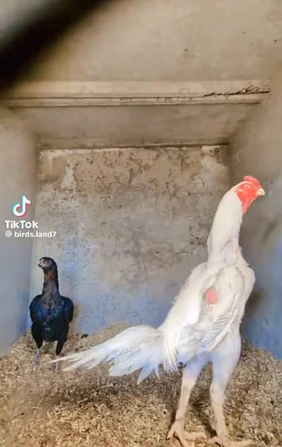 dragon black skin | white and black shamo | thai chicks