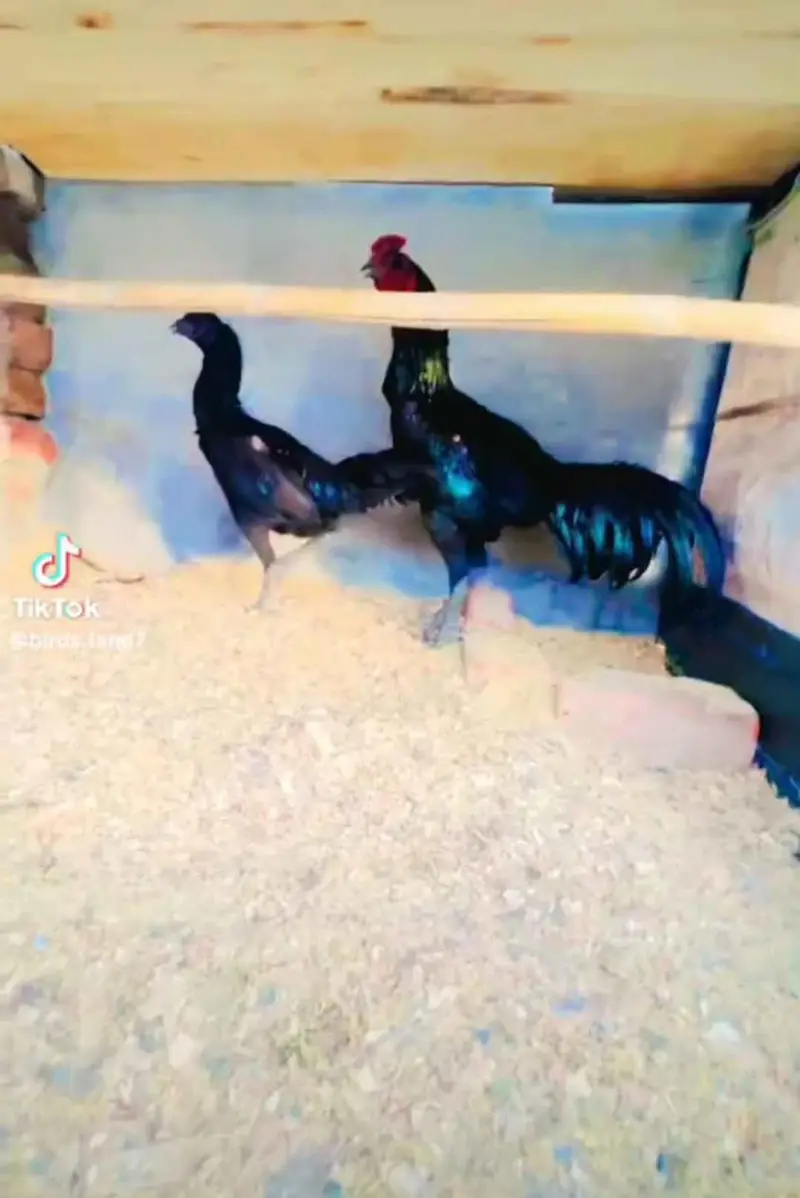 dragon black skin | white and black shamo | thai chicks — photo 5