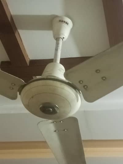 Royal Fan