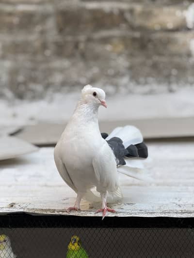 Lucky pigeons
