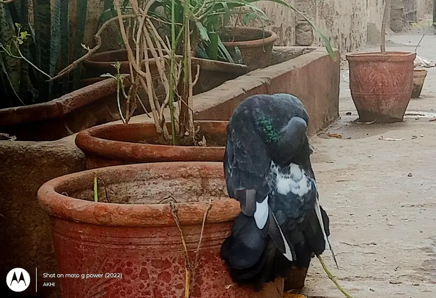 TOP CLASS MODERN LAKHA — photo 4