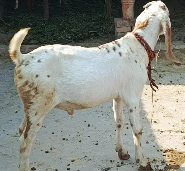 makhi Cihna bakry — photo 2