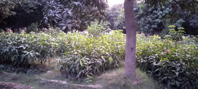 Tayyab Mango Nursery
