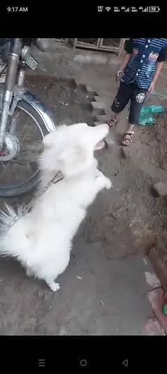 Russian dog 5 minutes age pink nose