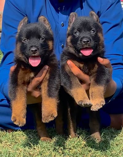 Long court German Shepherd Pair 2 month for sale