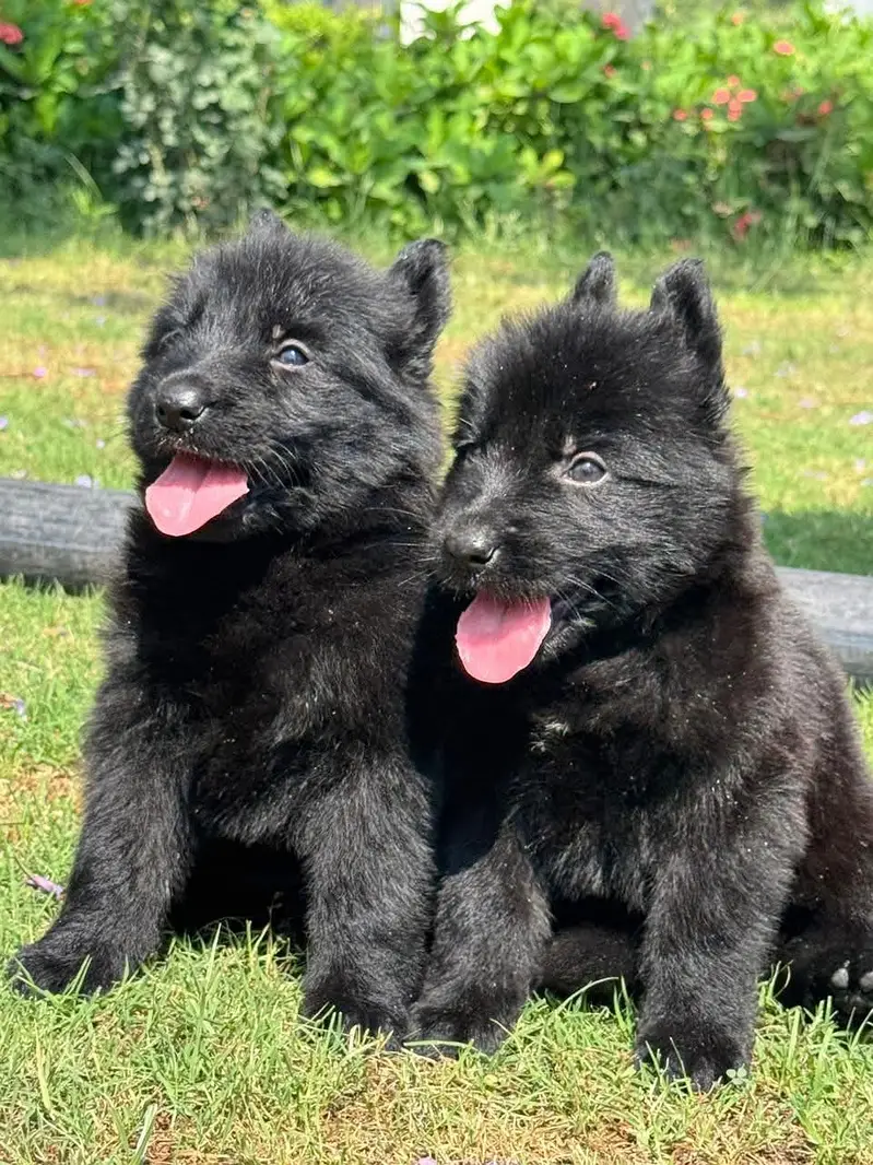 Long court German Shepherd Pair 2 month for sale — photo 2