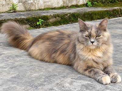 Persian cat urgent sale
