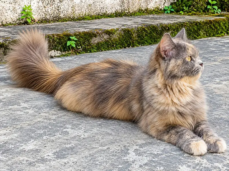Persian cat urgent sale — photo 2