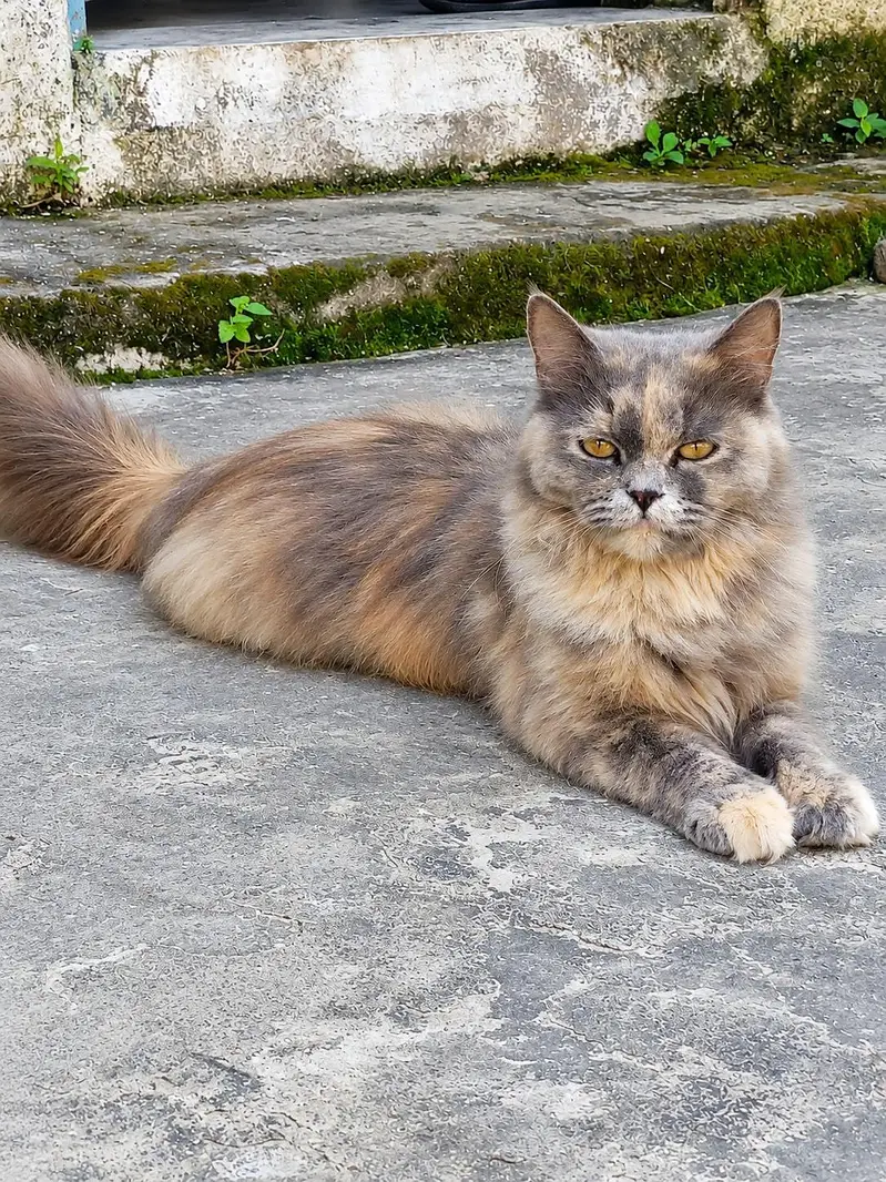 Persian cat urgent sale — photo 3