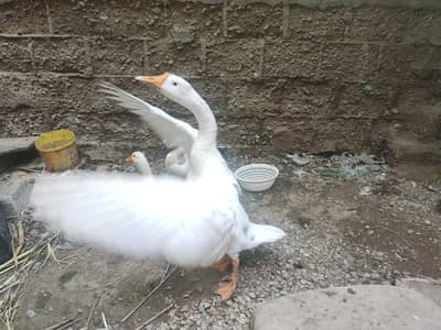صحت مند اور خوبصورت بطخیں برائے فروخت