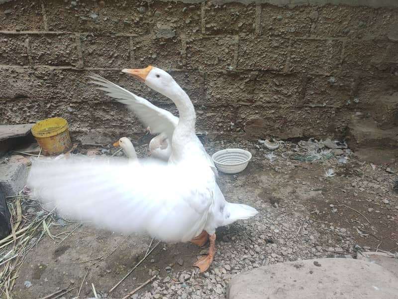 صحت مند اور خوبصورت بطخیں برائے فروخت 0