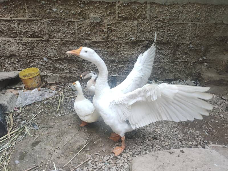 صحت مند اور خوبصورت بطخیں برائے فروخت 1