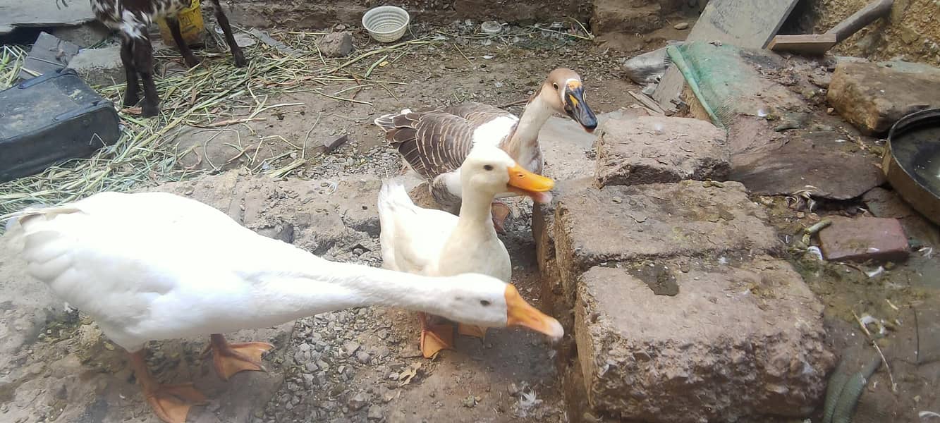 صحت مند اور خوبصورت بطخیں برائے فروخت 2