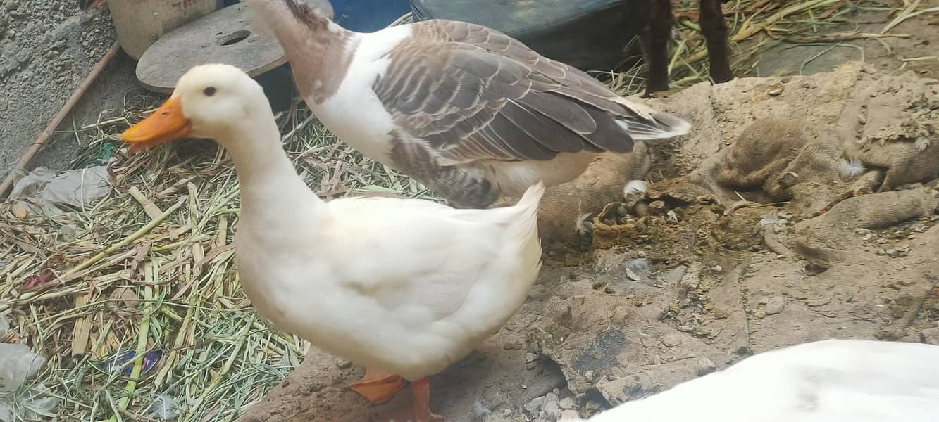 صحت مند اور خوبصورت بطخیں برائے فروخت 3