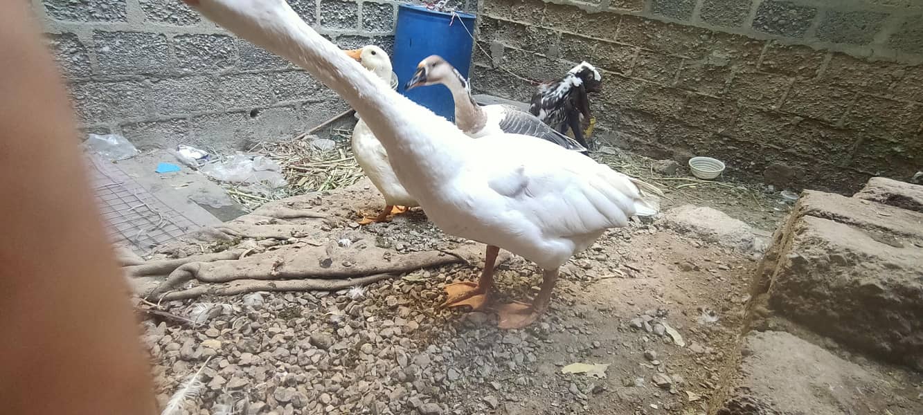 صحت مند اور خوبصورت بطخیں برائے فروخت 4