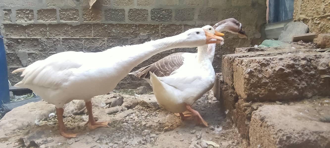 صحت مند اور خوبصورت بطخیں برائے فروخت 5