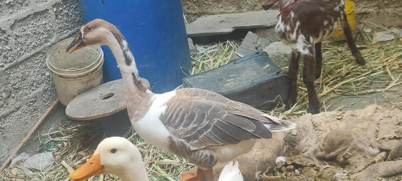 صحت مند اور خوبصورت بطخیں برائے فروخت 6