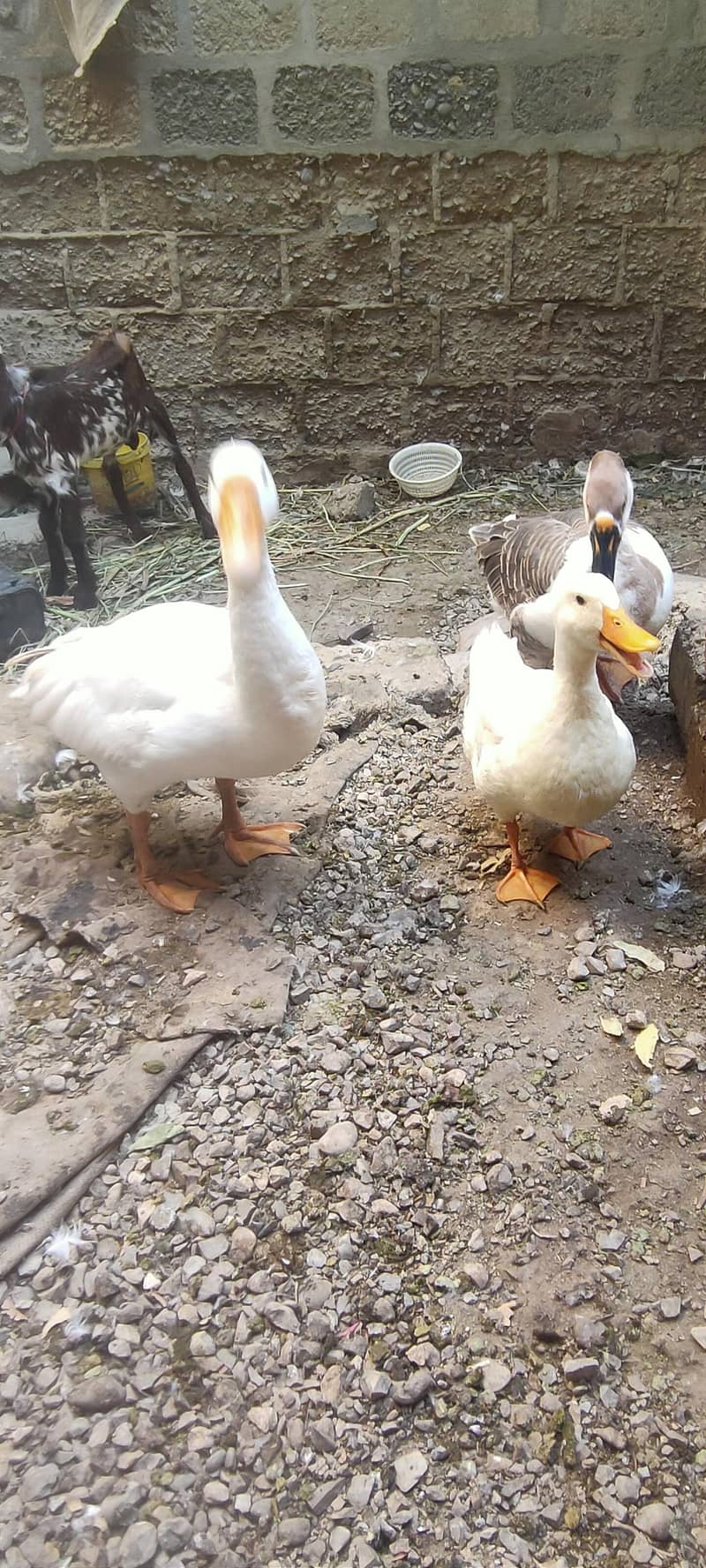 صحت مند اور خوبصورت بطخیں برائے فروخت 7
