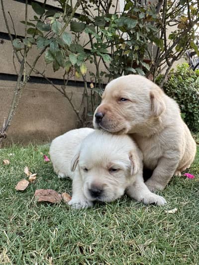 Top Quality British Labrador Puppies