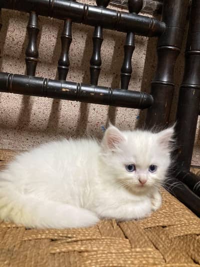 PERSION CAT