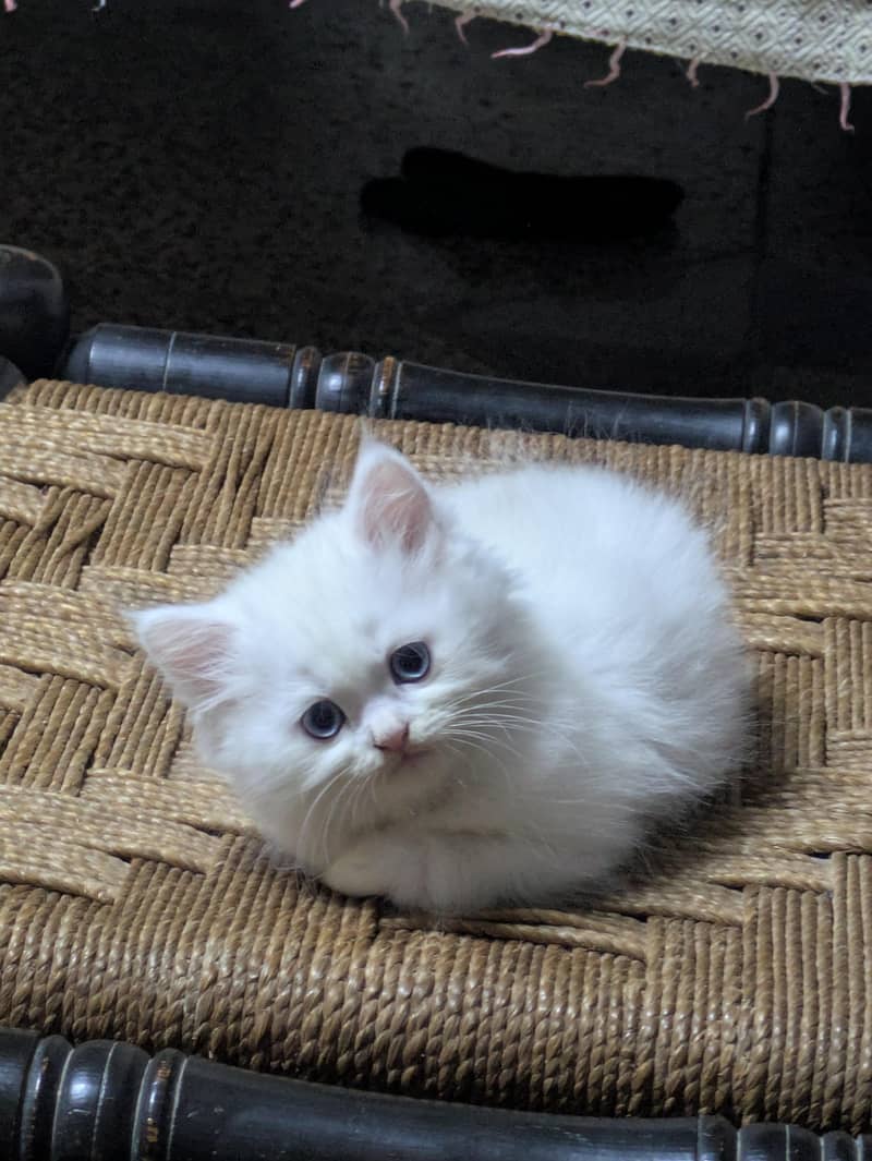 PERSION CAT 1