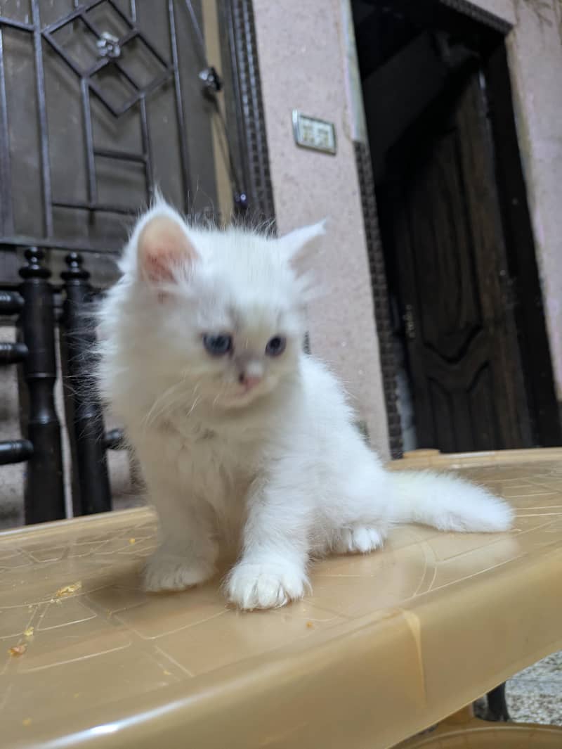 PERSION CAT 2