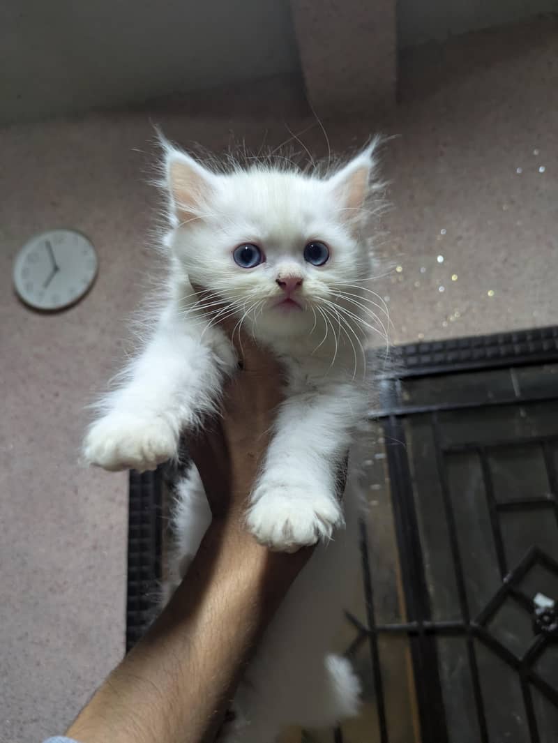 PERSION CAT 3