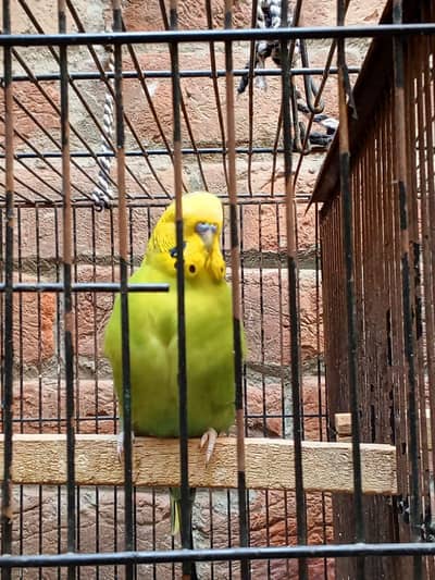 King size breeder Male