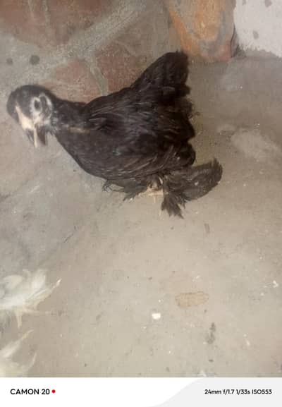 bantam chicks set