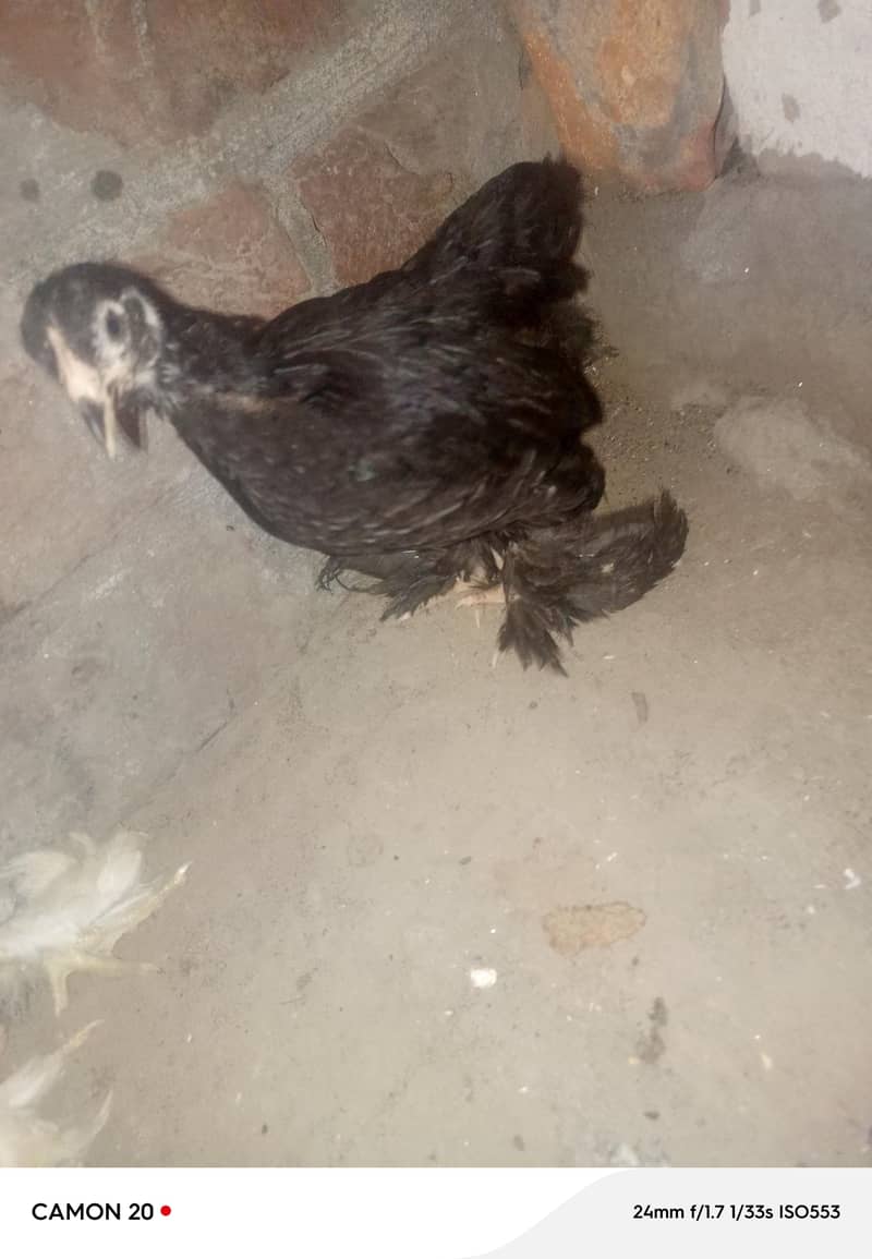 bantam chicks set 0