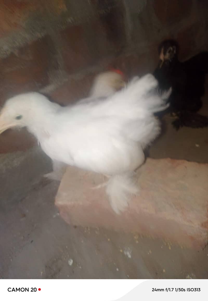 bantam chicks set 1