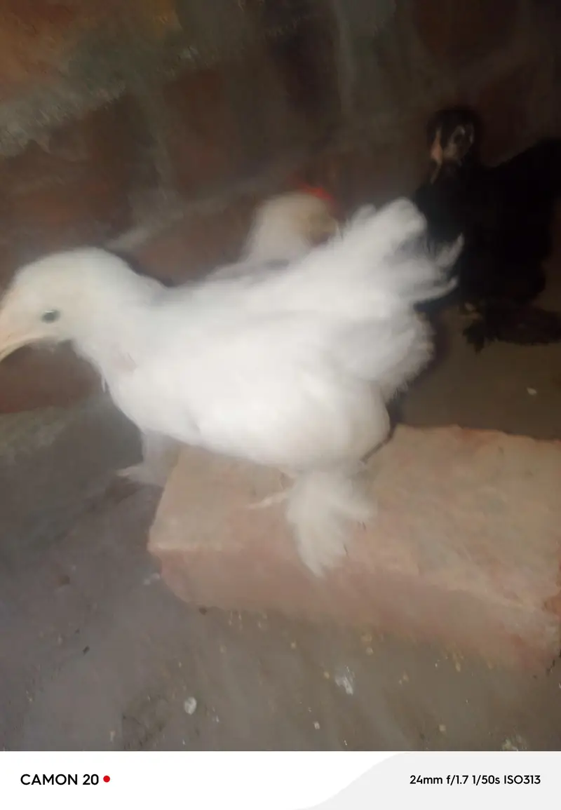 bantam chicks set — photo 2