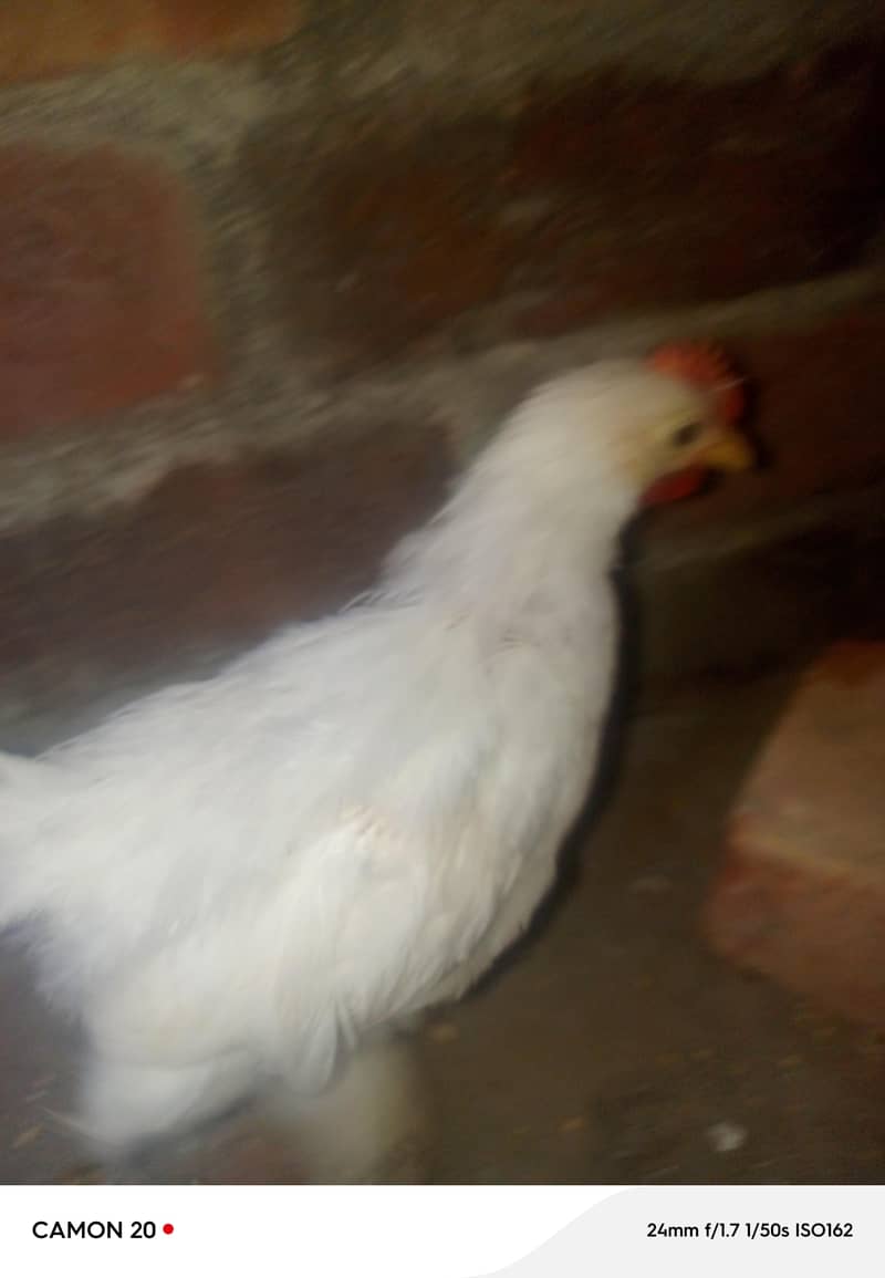 bantam chicks set 2