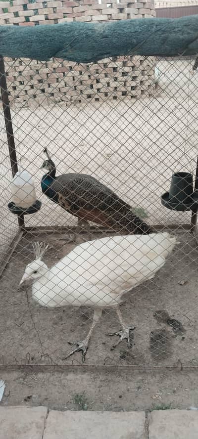Moor blue shoulder AK or AK white female