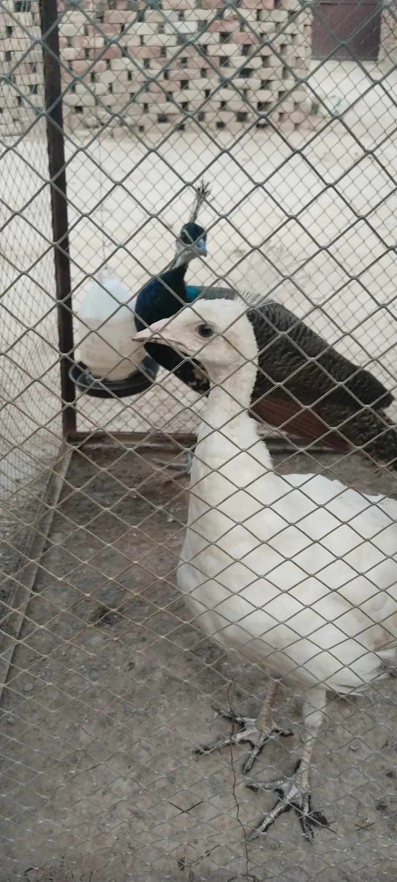 Moor blue shoulder AK or AK white female — photo 2