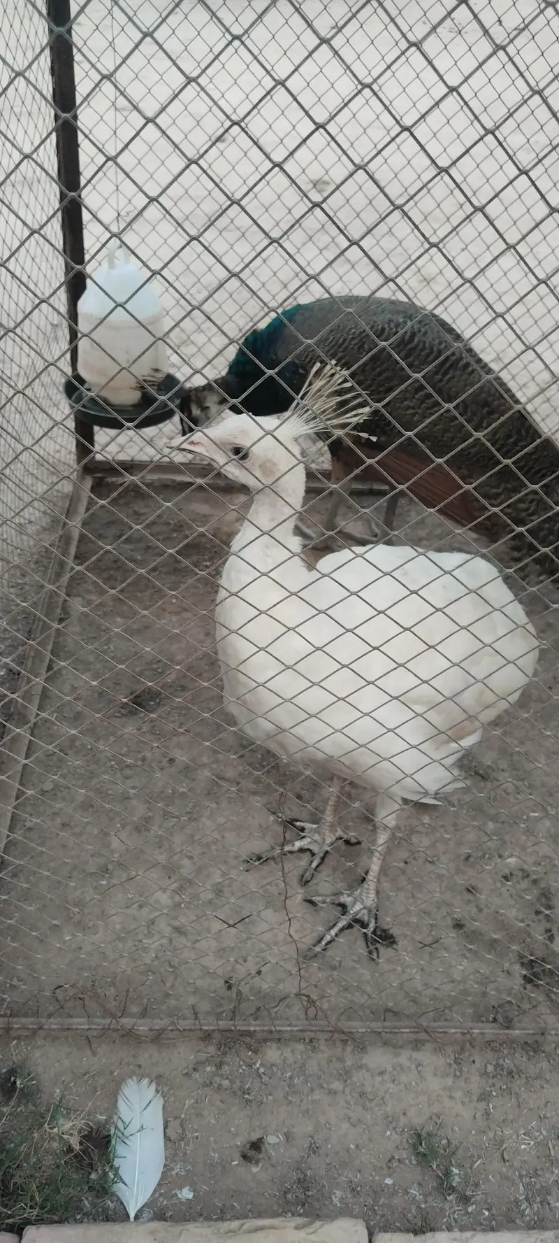 Moor blue shoulder AK or AK white female — photo 3