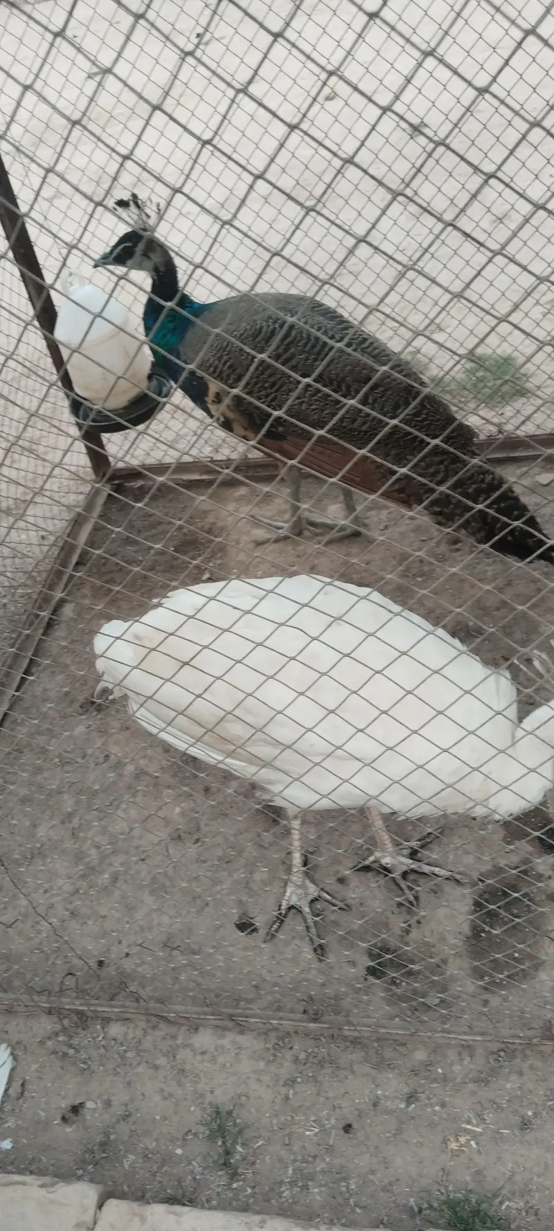 Moor blue shoulder AK or AK white female — photo 4