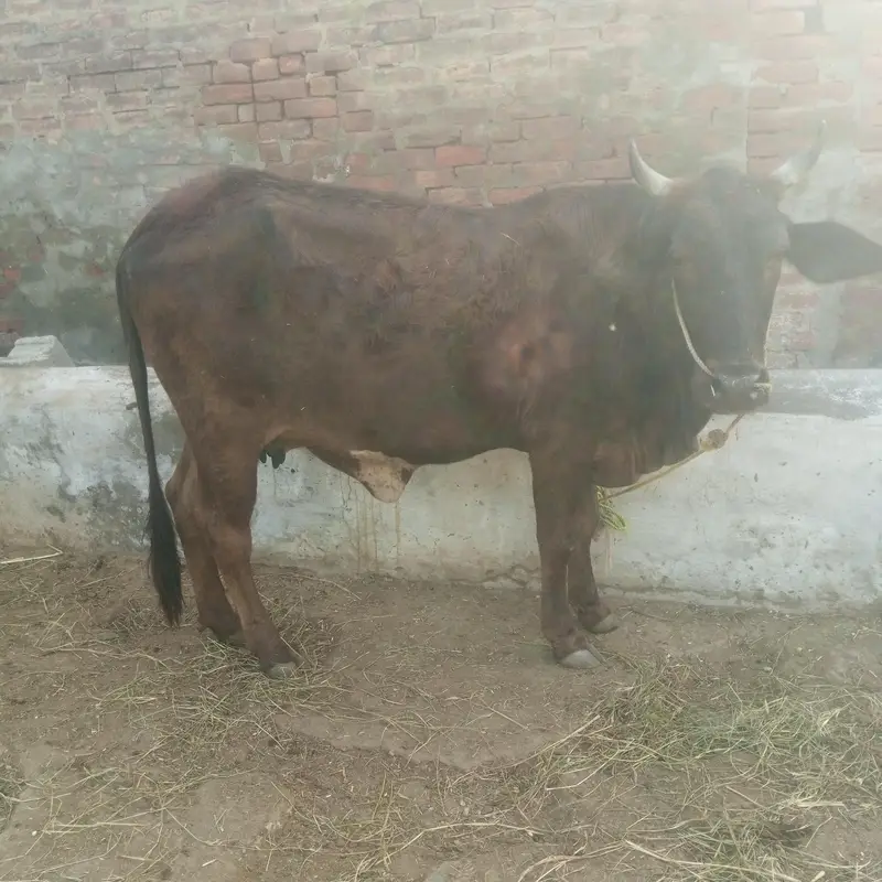 cow sath wacha 1 month ka 3 bakrian — photo 2