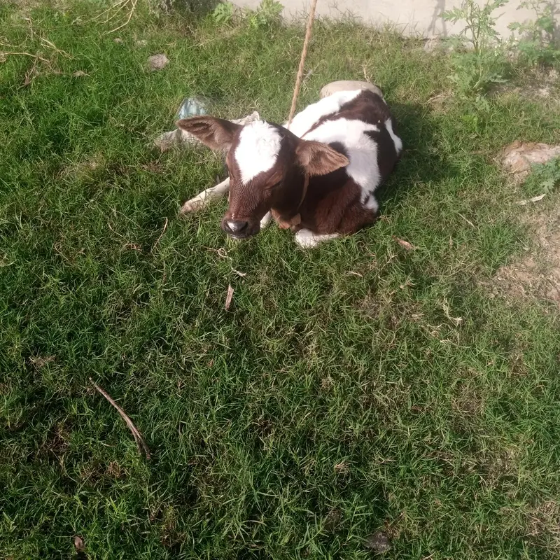 cow sath wacha 1 month ka 3 bakrian — photo 3
