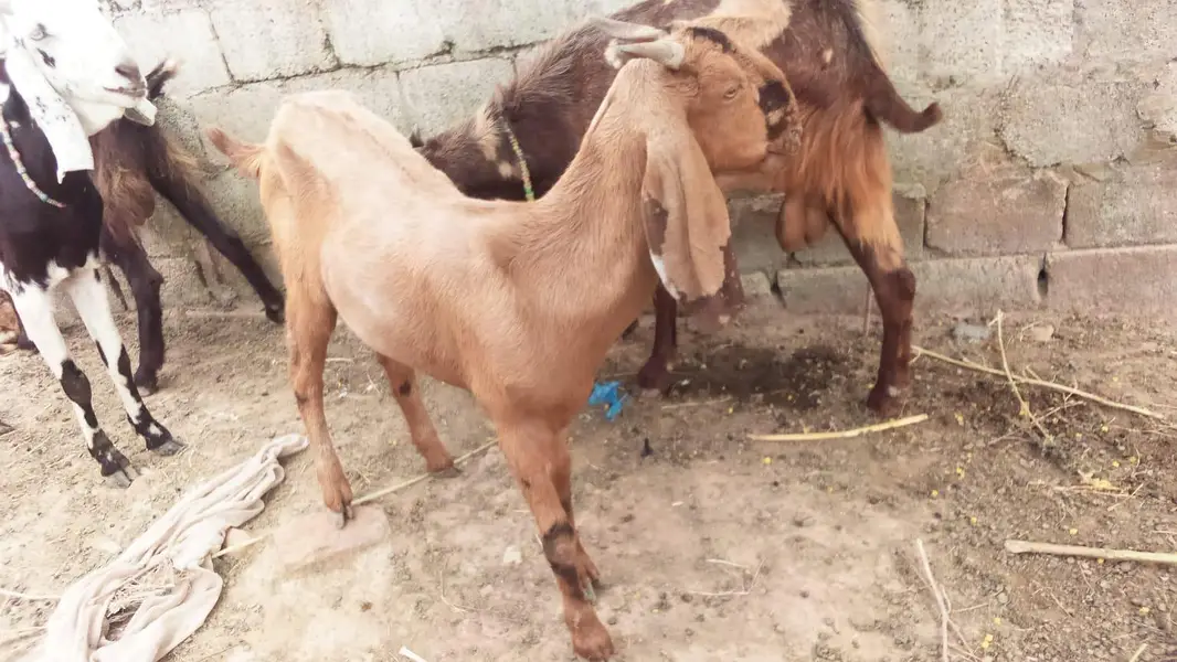 cow sath wacha 1 month ka 3 bakrian — photo 4