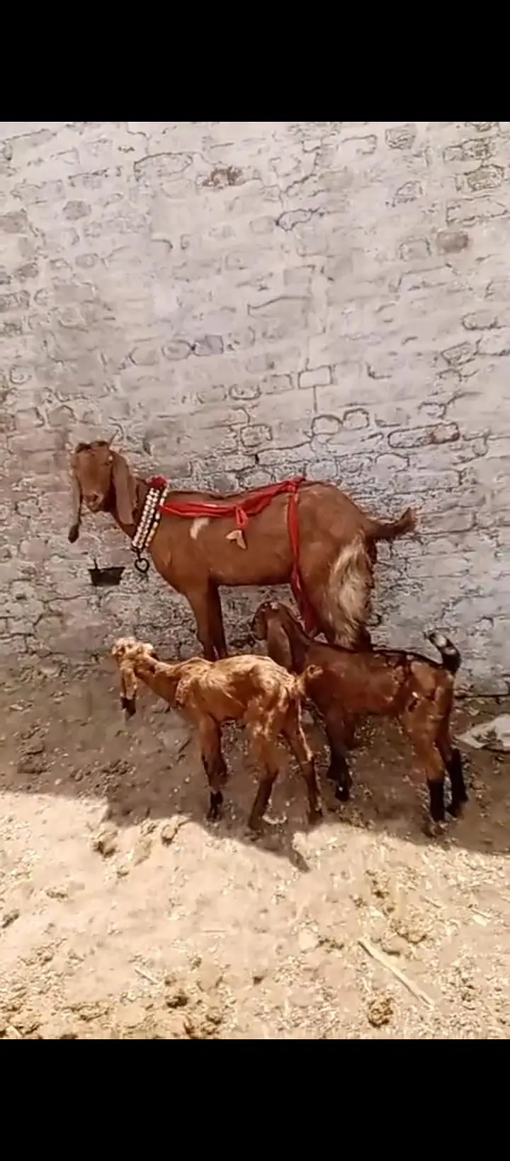 cow sath wacha 1 month ka 3 bakrian — photo 7
