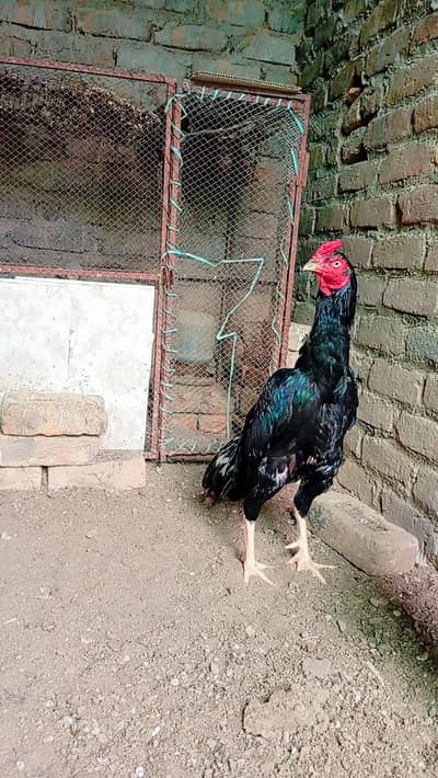 mushka lasani Eega