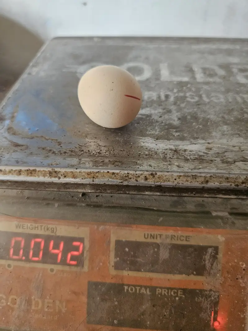 Omega 3 eggs (Desi) — photo 2
