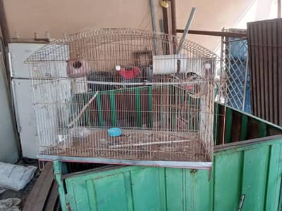 parrot cage