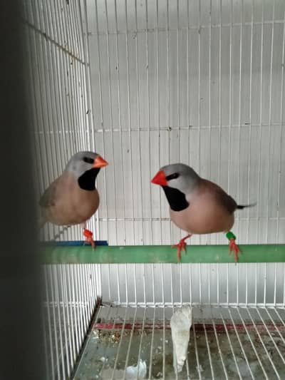 shaftail ready to breed pair