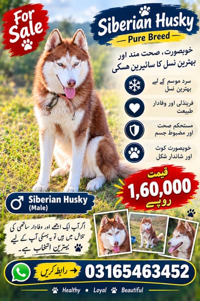  SIBERIAN HUSKY FOR SALE   Breed: Siberian Husky